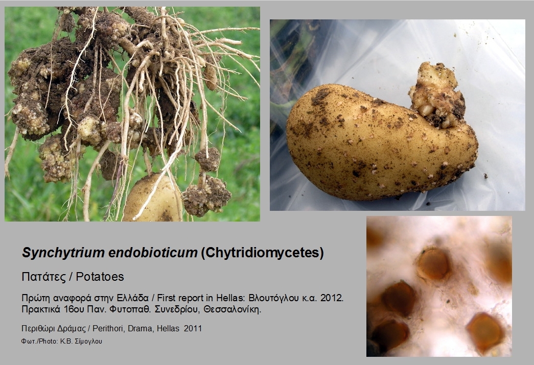 Представитель Семейства Synchytriaceae